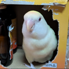 保志光里のチョコボFF実況chアイコン画像