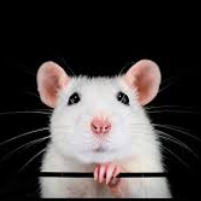 OneRandomRat
