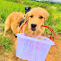 dky5aHOE0KA-channel-avatar-My Dog Has a Job