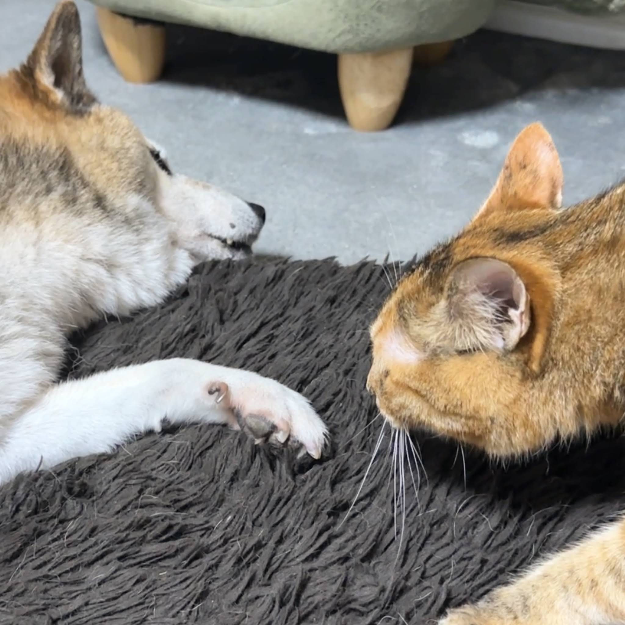 Post from R村の柴ねこ