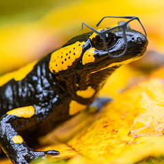 Strategic Salamander