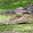 0PYmAnO3S_k-channel-avatar-crocbot