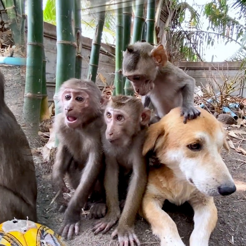 Monkey Dog Life Daily 