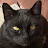 @Disgruntled1971 Avatar