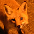 gSNp8V4Hl9M-channel-avatar-red fox by the lych gate