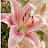 @Flower-p8t7l