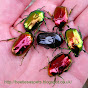Beetles As Pets logo