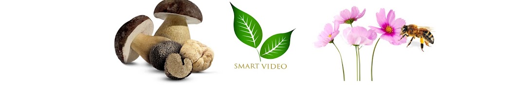 Smart Video YouTube channel avatar