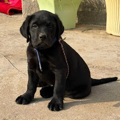 مذكرات سلوم