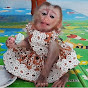 LYLY - you baby monkey
