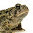 @LargeToad's avatar