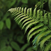 Fluorite Fern ASMR
