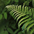 4YGepaOOjVI-channel-avatar-Fluorite Fern ASMR