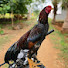 zikj8Nynmb8-channel-avatar-Ultra Naveen 
