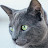 Russian Blue Cat Facts