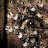 @bulbhead3333's avatar