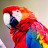 @meetmyparrots