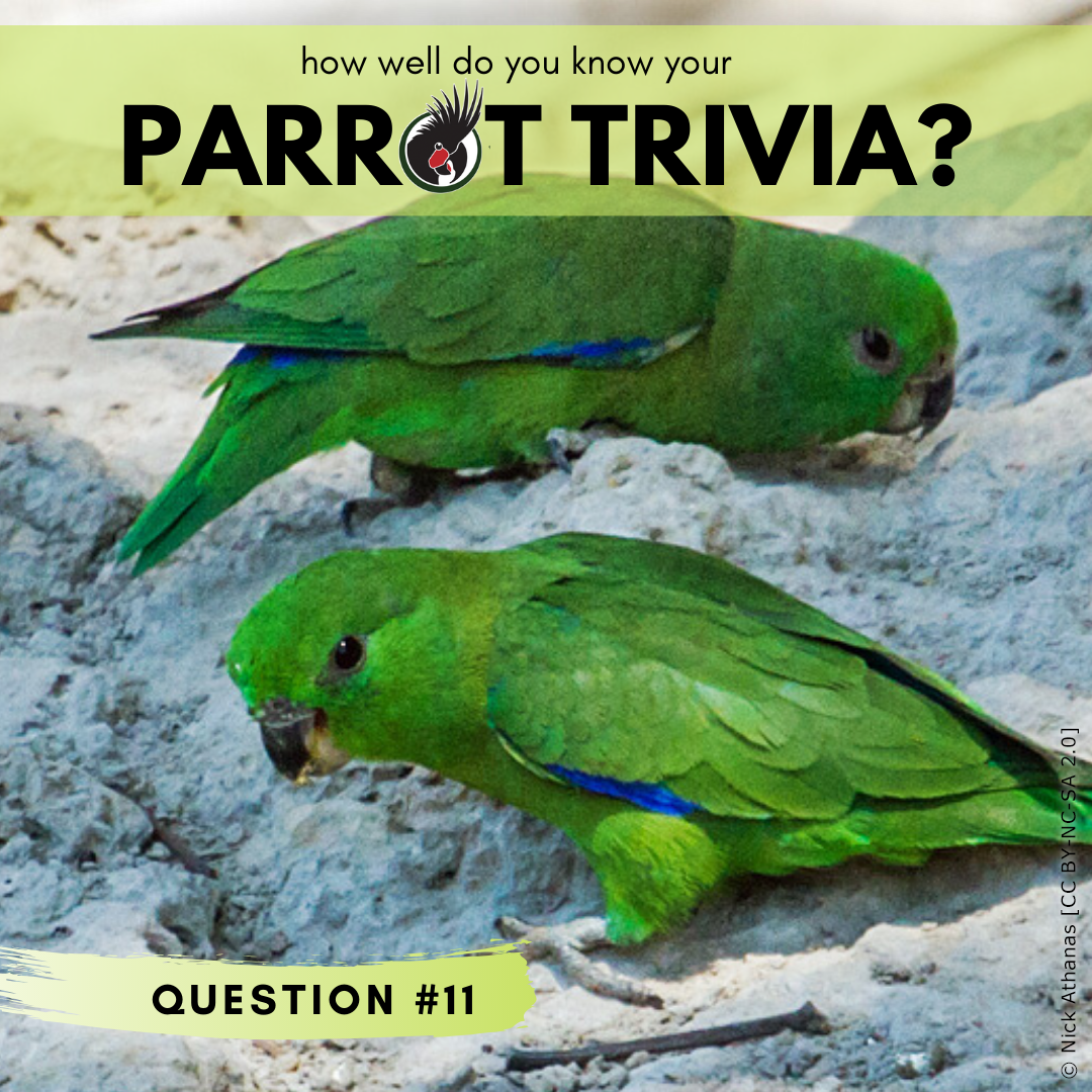 Post from World Parrot Trust