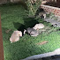 rr_I3-BON6Y-channel-avatar-English woodland garden