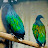 Birds Aviaries