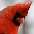 Red bird (the emperor)🏳️‍🌈‍⃠