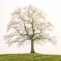 Turpin Tree - @turpintree YouTube Profile Photo