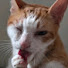 yqghBkSSRd4-channel-avatar-為食貓Jane_cat