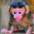 cHZyT0dUYLQ-channel-avatar-Cambodia wild monkey