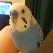 かんちゃんねる