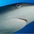 to2CjhrPDRs-channel-avatar-Pacer Shark