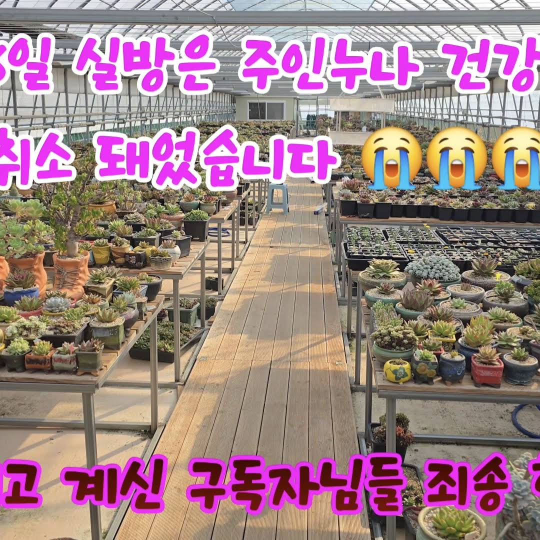 Post from 달콤한 총각 다육🩷succulent plants