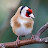 Wild Goldfinch