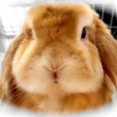 うさぎのハッピーさん