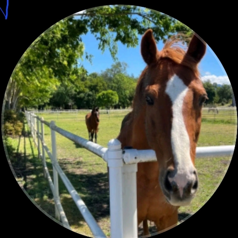 Hooves donkey  Sanctuary