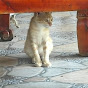KuCi Cat Family Avatar
