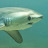 @DAVETHETHRESHERSHARK