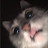 @고양이cat