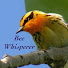 l7-AuwsmC6g-channel-avatar-Bee Whisperer