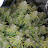 High class grow 420 Uk weed