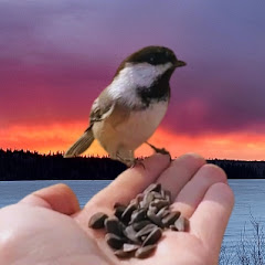 On Sunset Cove Avatar