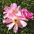 fWQT9X9jcwo-channel-avatar-Riviera, Blooms, Paws & Pleasure