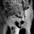 0kcZ1lRzqys-channel-avatar-Richard Zavala 🐯
