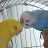 @cokothebudgie8552