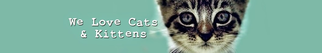 Cats and Kittens YouTube channel avatar