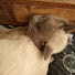 garbage cat