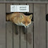 GXt3RJWLJ2A-channel-avatar-UK Wildlife