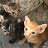 ทาสแมวไทย