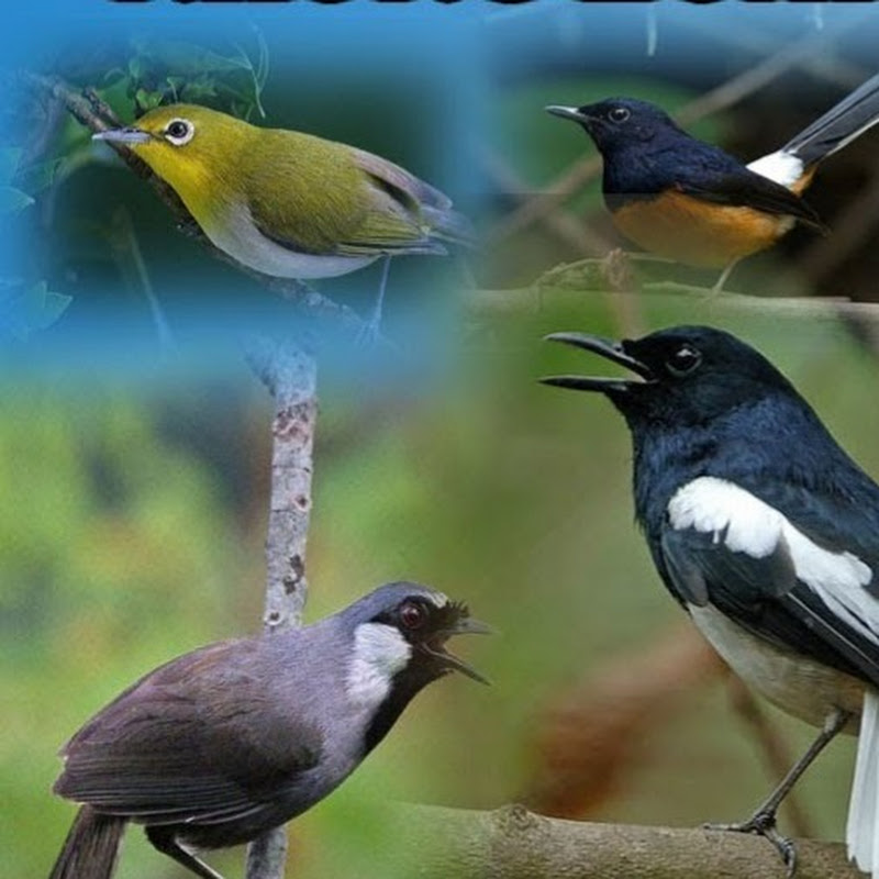 Đỗ Văn Dậu - Chim Cảnh 24h