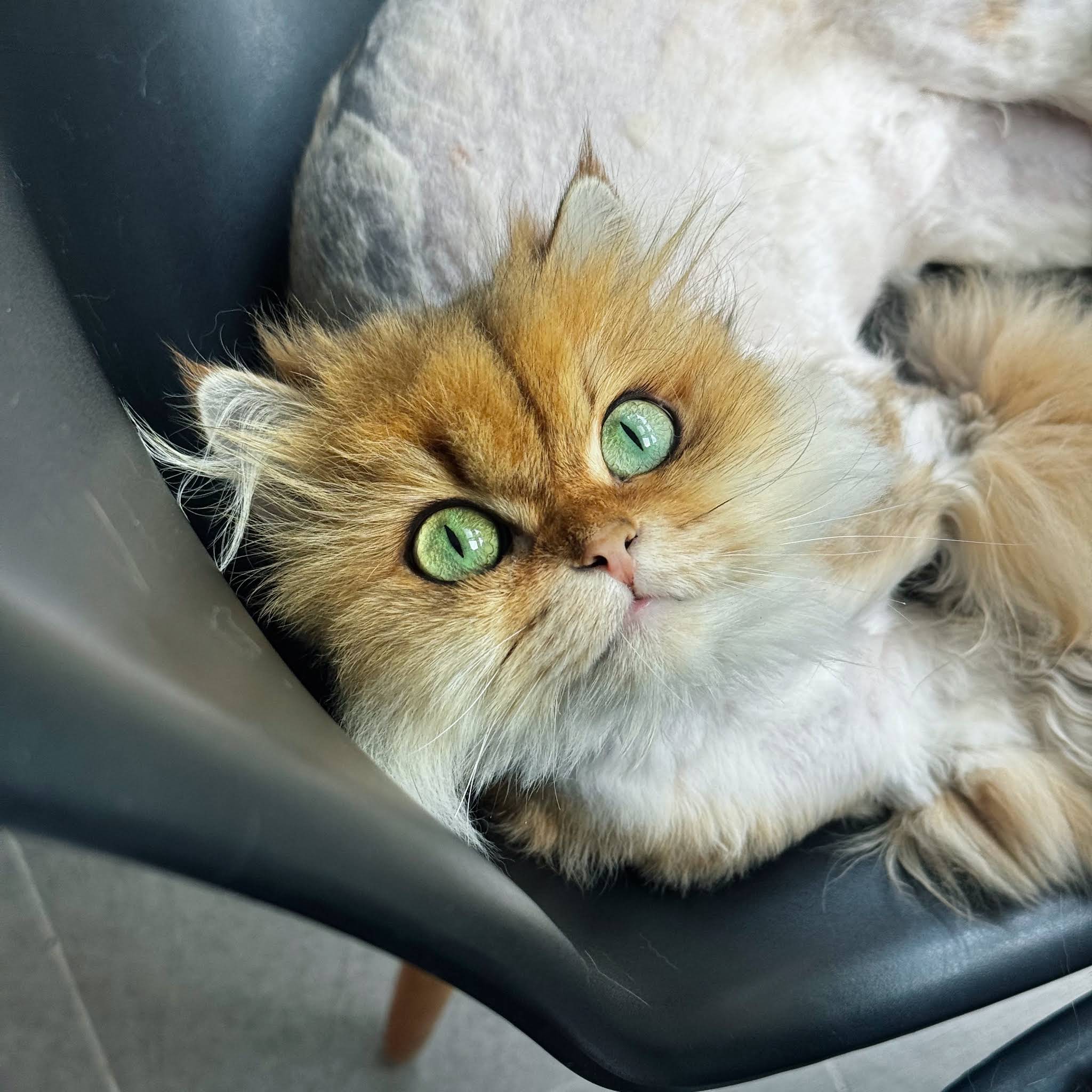 猫猫 YouTube