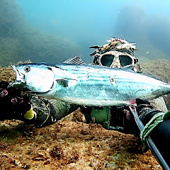 Sapo Mare in Tempesta